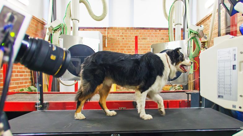 Zu sehen ist ein Röntgenapperat für Pferde. Zu einem Test wird ein Hund geröntgt.