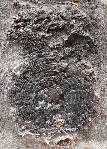 Verkohlte Holzringe